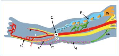 Figure 6. Venous system at weeks 7 to 8. Abbreviations: 1, primitive marginal vein; 1b, SSV; 2, primitive fibular vein; 3, primitive axial vein; 4, cranial extension of the SSV (from caudal plexus); 5, primitive anterior tibial vein; 6, intergemellar vein (vein of the sural nerve); 7, higher part of the SSV (from caudal plexus); 8, arch of the SSV (anastomosis between axial and caudal plexuses); A, axial nerve (sciatic); C, popliteal crossroad (anastomosis between axial and cranial plexuses); Cau, caudal nerve (small sciatic); Cr, cranial nerve (femoral); F, femoral plexus; s, sural nerve; SSV, small saphenous vein.