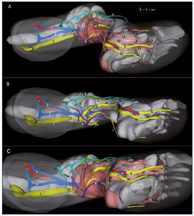 Figure 10. Three-dimensional reconstruction of a 14-week-old fetus (right lower limb). Medial view (Panel A), inferior view without muscles (Panel B), and inferior view with muscles (Panel C). Abbreviations Panel A: 1, sciatic nerve; 2, axial vein; 3, femoral vein and artery; 4, great saphenous vein; 5, fibular nerve; 6, small saphenous vein; 7, sural nerve; 8, tibial nerve; 9, medial plantar nerve; 10, lateral plantar nerve. Abbreviations Panels B and C: 1, posterior tibial artery and two veins; 2, vastus medialis muscle; 3, semimembranous muscle; 4, rectus femoris muscle; 5, lateral gastrocnemius muscle; 6, soleus muscle; 7, long fibular muscle; 8, tibialis anterior muscle; 9, extensor halluces longus. Figure 10B has been reproduced from reference 6: Kurobe et al. Surg Radiol Anat. 2015;37:231-238. © 2014, Springer Verlag France.