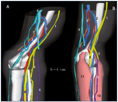 Figure 11: Three-dimensional reconstruction of a 15-week-old fetal right lower limb without (Panel A) and with muscles (Panel B). Abbreviations: 1, sciatic nerve; 2, axial vein; 3, femoral vein and artery; 4, great saphenous vein; 5, saphenous nerve; 6, small saphenous vein; 7, sural nerve; 8, tibial nerve; 8b, fibular nerve; 9, medial plantar nerve; 10, lateral plantar nerve; 11, posterior tibial artery and two veins; 12, tendon of the hallux flexor longus; 13, flexor digitorum longus; 14, posterior tibial tendon; 15, tendons of peronaeus longus and brevis. Reproduced from reference 6: Kurobe et al. Surg Radiol Anat. 2015;37:231-238. ©2015, Springer Verlag France.