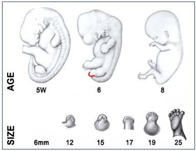 Figure 3. Development of the lower limb buds during organogenesis.
