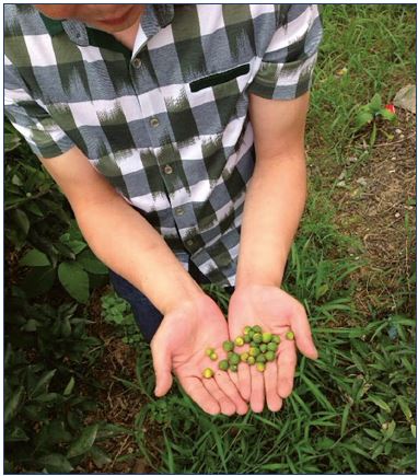 Figure 2. Harvest of small immature fruits (10 to 20 mm in diameter) to produce MPFF. The fruit are harvested when they fall from the tree at the end of the flowering period. The sun-dried oranges are then ground and hesperidin is extracted in powder form.